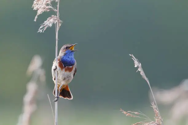 Bluethroat (Luscinia svecica) singing in reed, The Netherlands