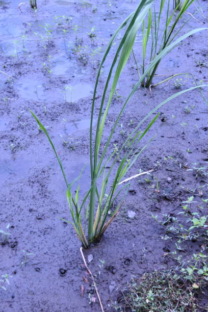 istock Zizania latifolia cultivation. 1414664502