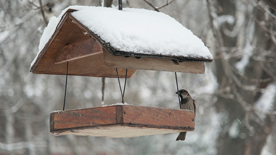 House sparrows pecks food in birdhouse under snow, on background of a snowfall