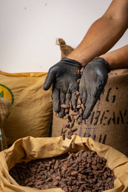 istock Canvas bag with Imported roasted cacao beans 1414666248