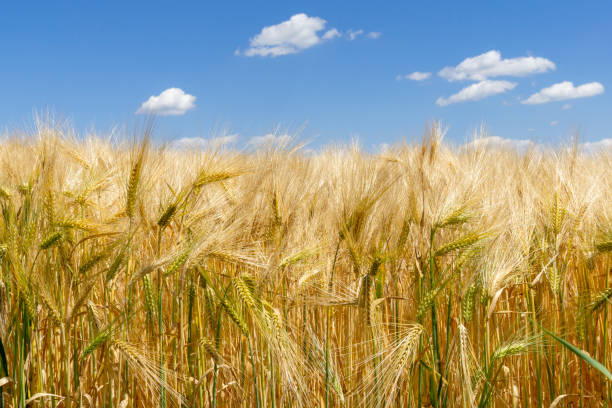 Barley field - blue sky in background