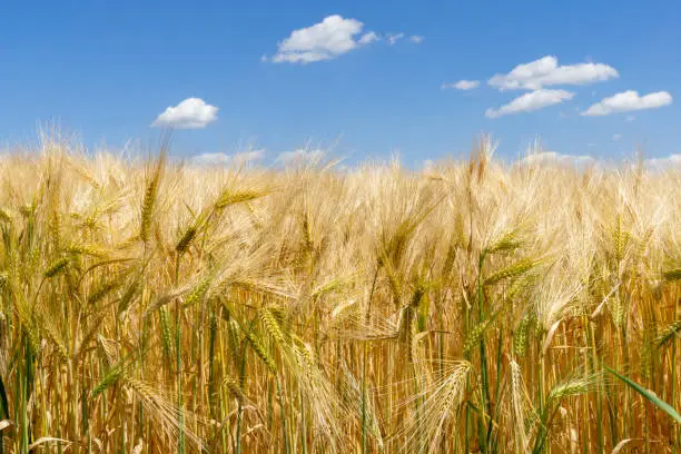 Photo of Barley field - blue sky in background