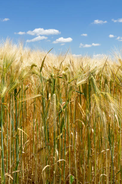 istock Barley field - blue sky in background 1414667359