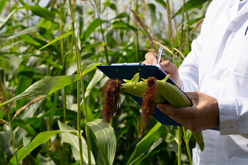 Genetically modified food as a solution to the problem of hunger. Close-up of a research-agronomist's hands - he makes notes about the quality of the crop in a clipboard.