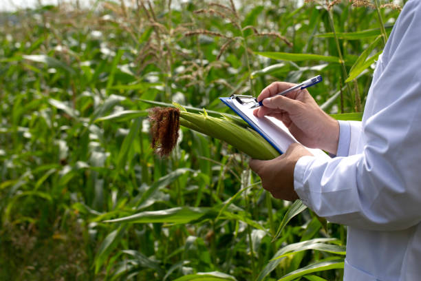 Close-up of a research agronomist's hands - he makes notes about the quality of the crop in a clipboard. stock photo