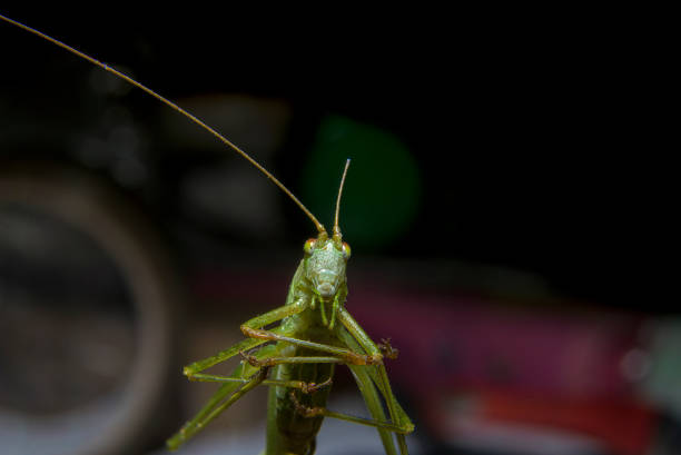 Macro photo of grasshopper