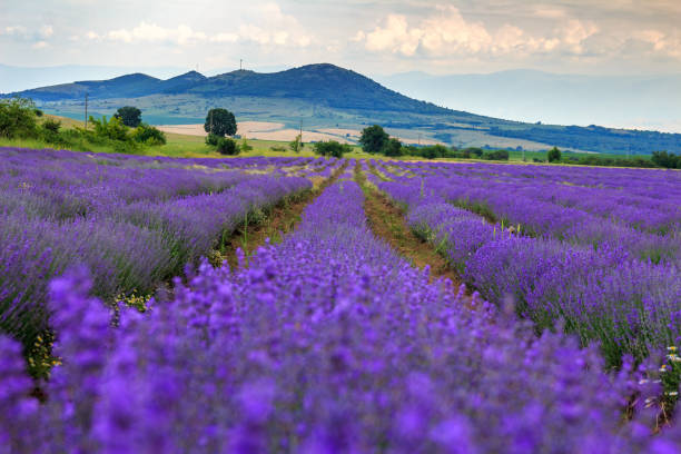 istock Purple lavender field 1414669507