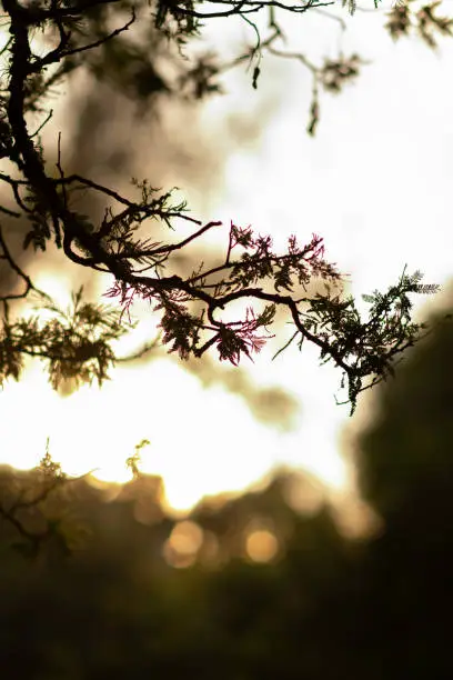 Branch of a tree with wild purple flowers. Photo with warm tones, and blurred background.