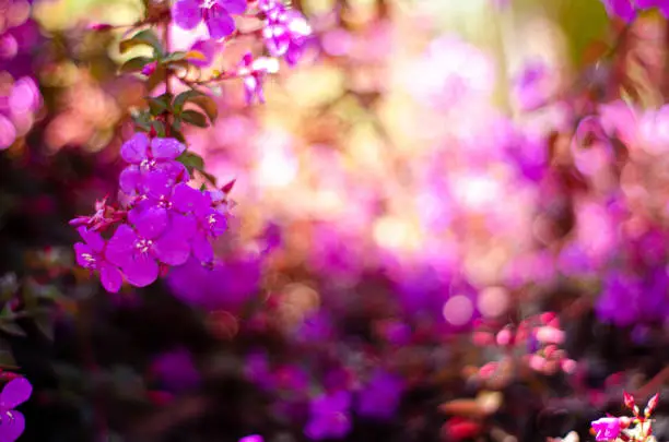 Background of purple flowers and defocused petals. Ideal for adding text or any design