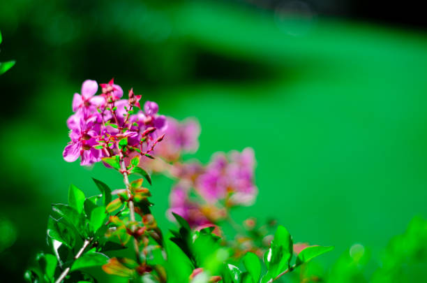 Green leaves, and a bright morning.