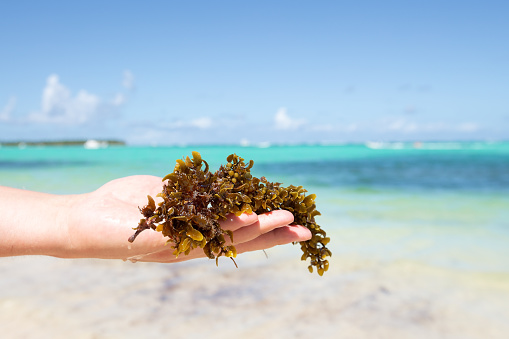 Seaweed  grass, sargassum in hand on ocean blue background, ecological problem