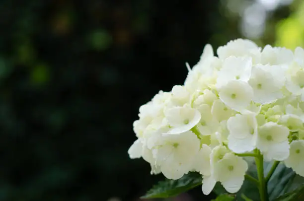White flowers with dark blur background.