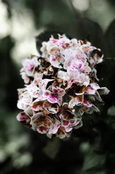 Semi-purple flowers with white color, semi-wilted and out of focus background