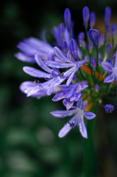 istock Wild purple flowers, in unfocused background. 1414671593