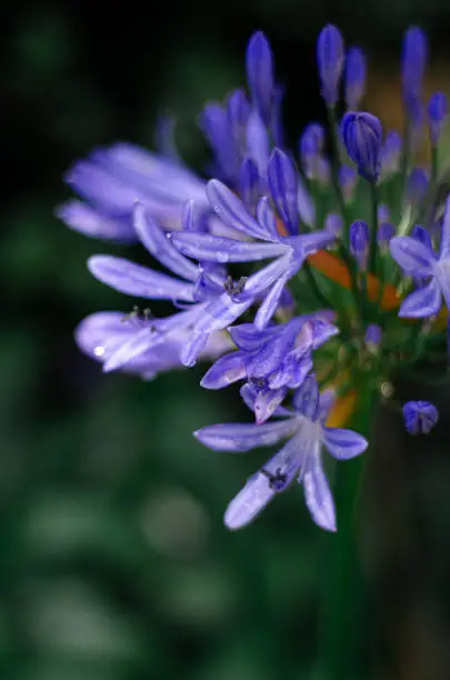 Flower with white and purple petals. Photo with a blurred and dark background.