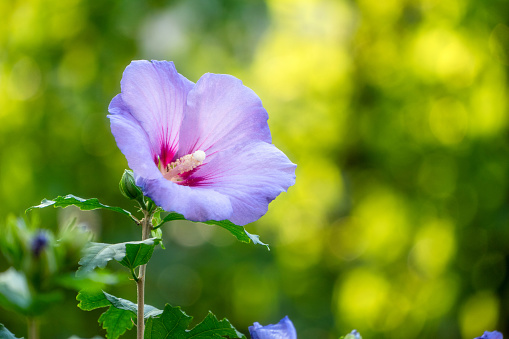 Purple hibiscus flower