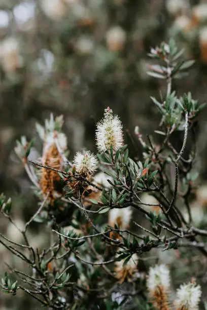 Branches, bushes, and wildflowers with brown tones and an out-of-focus background