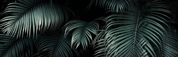 istock Tropical foliage green dark background 1414671838