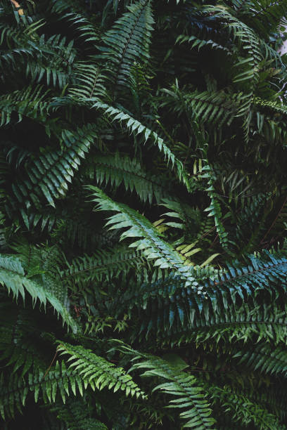 istock Tropical foliage green dark background 1414671858
