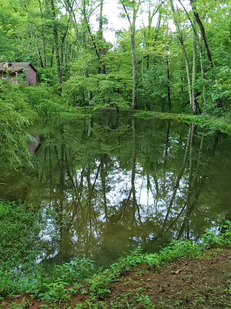 istock Tranquil Pond scene in the forest 1414673002