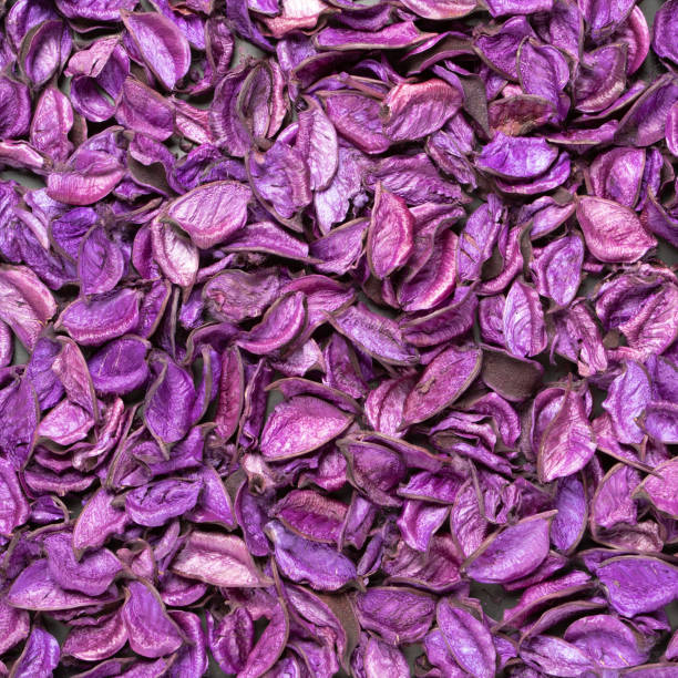 istock bright colored background of large dried lavender flowers 1414673796