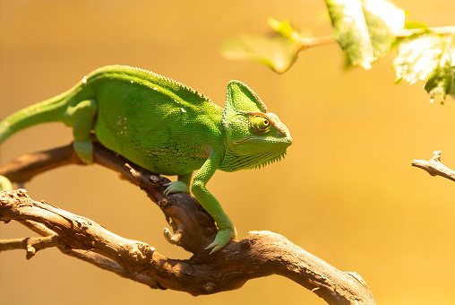 Chameleon is climbing on a branch on yellow background