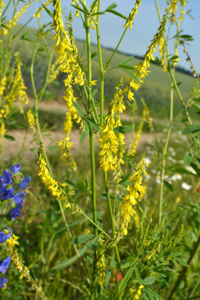istock Melilot officinalis (Melilotus officinalis) blooms in nature 1414675085