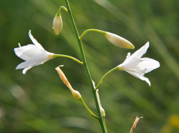 istock Anthericum ramosum blooms in nature in summer 1414675100