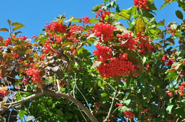 Guelder rose (Viburnum opulus) red berries ripen on the branch of the bush