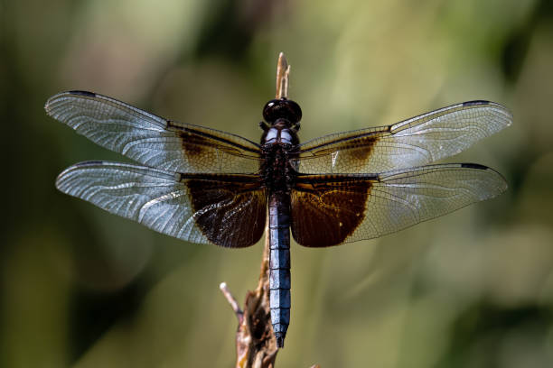Widow Skimmer on plant stem.  It is a distinctive black and gray dragonfly with boldly marked wings. It perches on plant stems.