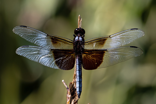 Widow Skimmer on plant stem.  It is a distinctive black and gray dragonfly with boldly marked wings. It perches on plant stems.  Males are territorial at water, also seen in fields and meadows.