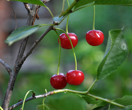 Ripened red fruits of cherries on the branches of a tree