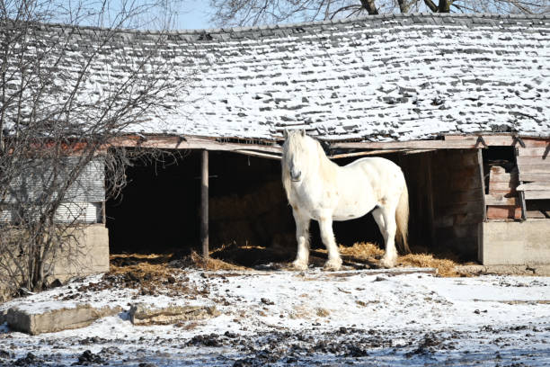 caballo blanco por el viejo granero - non urban scene rural scene tree horse fotografías e imágenes de stock