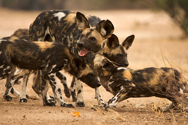 meute de chiens sauvage d'afrique - chien sauvage photos et images de collection