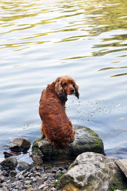 istock Dog breeds English Cocker Spaniel 1414677055