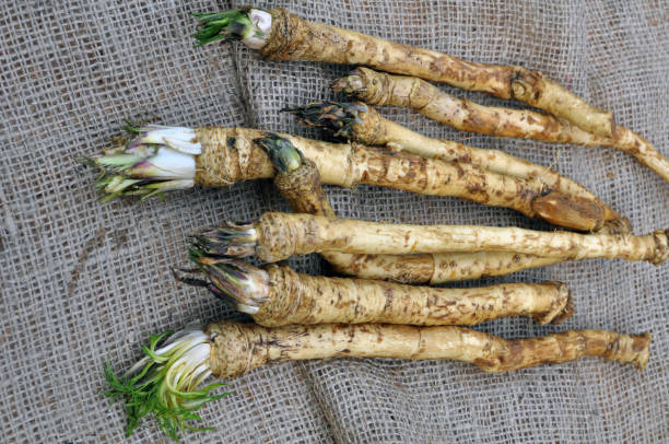 istock Fresh, dug-out horseradish 1414677406