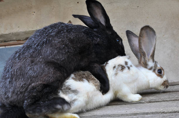 istock Mating of domestic rabbits 1414677427