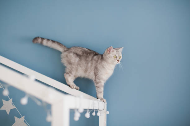 istock Grey cat on the childs bed 1414677614