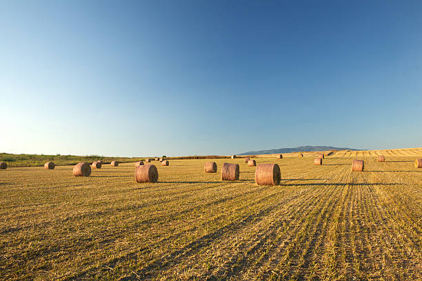 field of hay bales, sardegna - mucchio di fieno foto e immagini stock