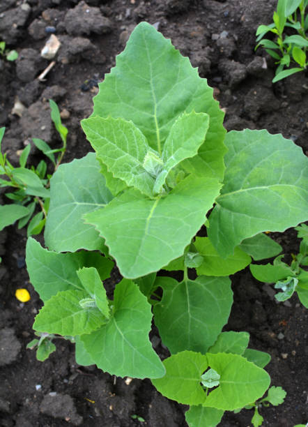 istock Orach (Atriplex hortensis) grows in the garden 1414678194