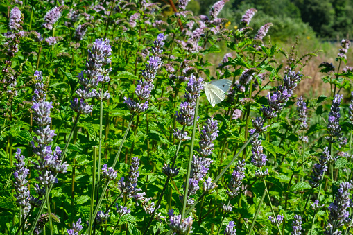 Small White Butterfly (Cabbage White, Pieris rapae) butterfly sitting on a Lavender flower in a walled garden