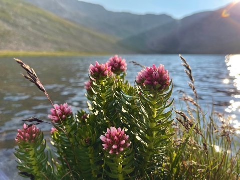 A queen’s crown flower next to Summit Lake in the Arapaho National Forest.