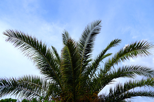 Long green and sharp branches of the Canarian palm or Phoenix canariensis tree under the blue sky