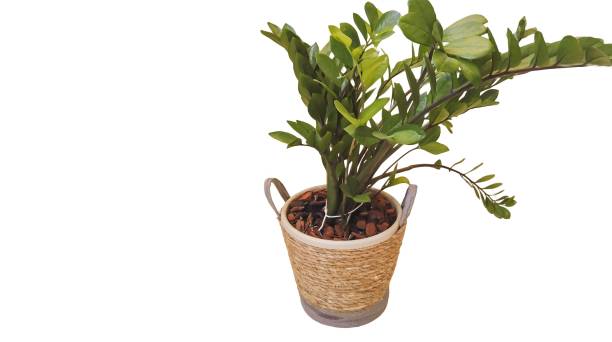 istock Vase with Green Plant Isolated 1414683304