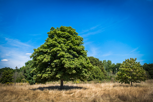 View of some Chestnut trees in a meadow of Wimbledon Common in summer 2022