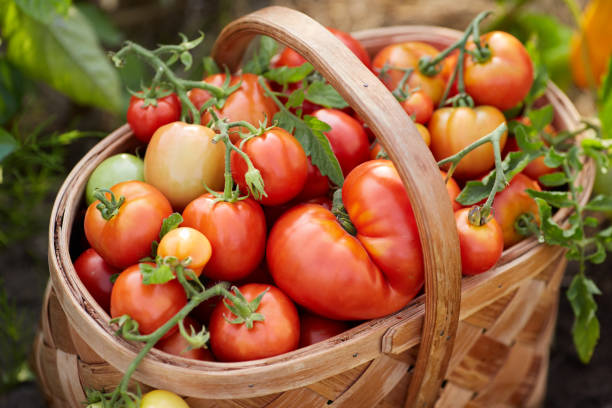 istock Basket with tomatoes harvest. Organic vegetables 1414684498