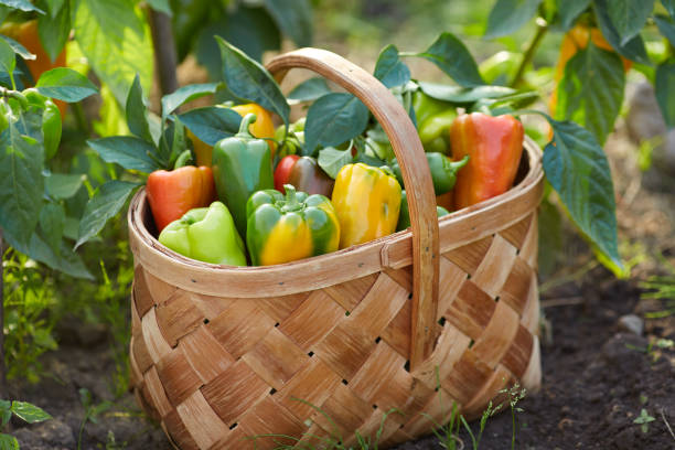 istock Basket with sweet peppers harvest. Organic vegetables 1414684499