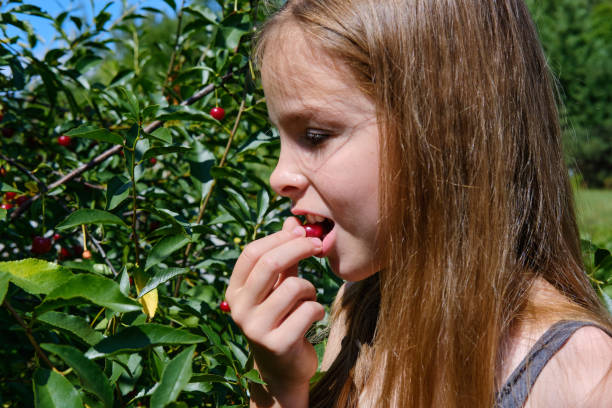 A smiling, positive teenage girl in the garden holds a ripe cherry in her hand and eats it, against the blue sky. Cherry harvesting. A smiling, positive teenage girl in the garden holds a ripe cherry in her hand and eats it, against the blue sky. Cherry harvesting tasting cherry eating human face stock pictures, royalty-free photos & images