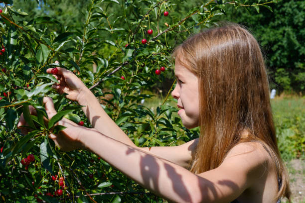 A smiling Caucasian girl picks a ripe cherry berry from a tree in the garden on a sunny day. Harvesting ripe cherries. A smiling Caucasian girl picks a ripe cherry berry from a tree in the garden on a sunny day. Harvesting ripe cherries tasting cherry eating human face stock pictures, royalty-free photos & images