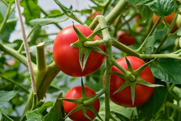 istock Ripe red round tomatoes on a branch. 1414685703